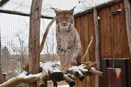 zoopark-zajezd-mala-rodinna-zoo-nedaleko-kladna